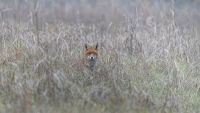 !!!fox in the field by Giuliano Scarparo