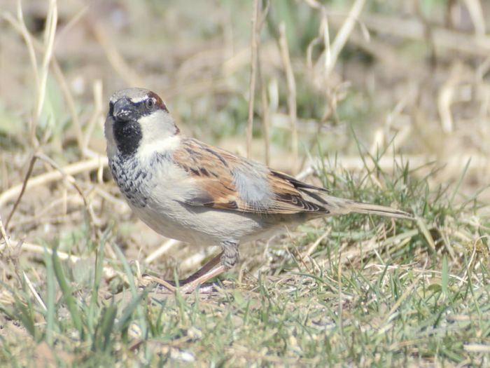 #gobirdingvlog Episode 3: European Farmland Birds Are Disappearing by Leander Khil