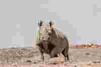 !!! Rhino Tracking - Ultimate Safaris /O - IMG 9616