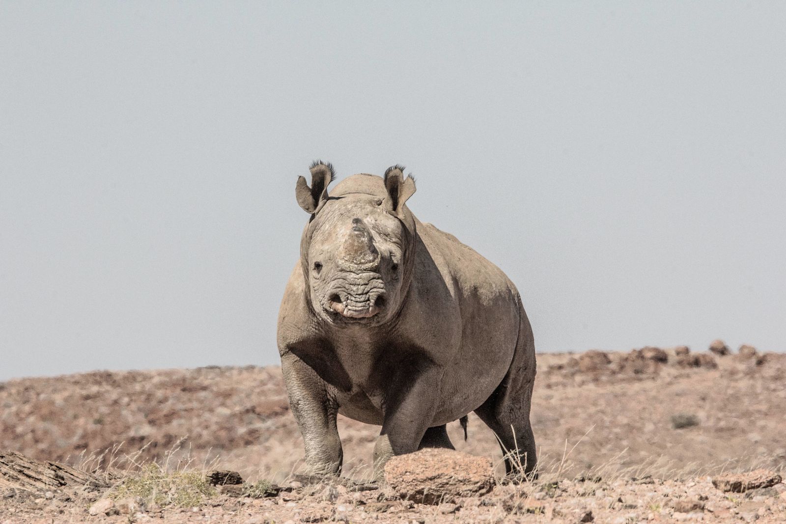 !!! Rhino Tracking - Ultimate Safaris /O - IMG 9616