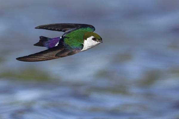 Violet-green Swallow, Canada by Glenn Bartley 