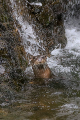 Isle of Mull Otter in the water by Lara Jackson