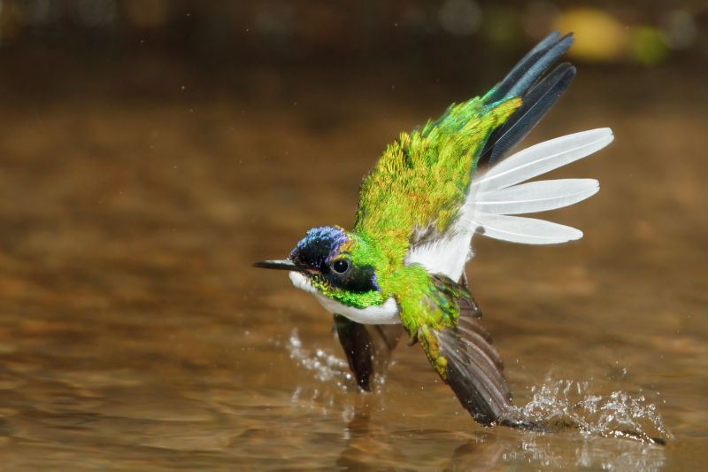 Purple-crowned Fairy by Glenn Bartley