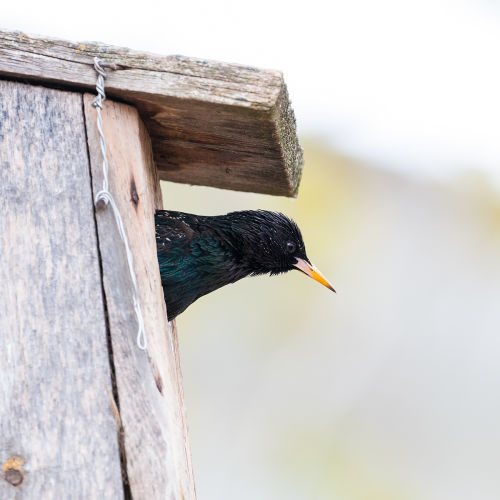 Make your garden a bird’s paradise B/ - Star 2 LK