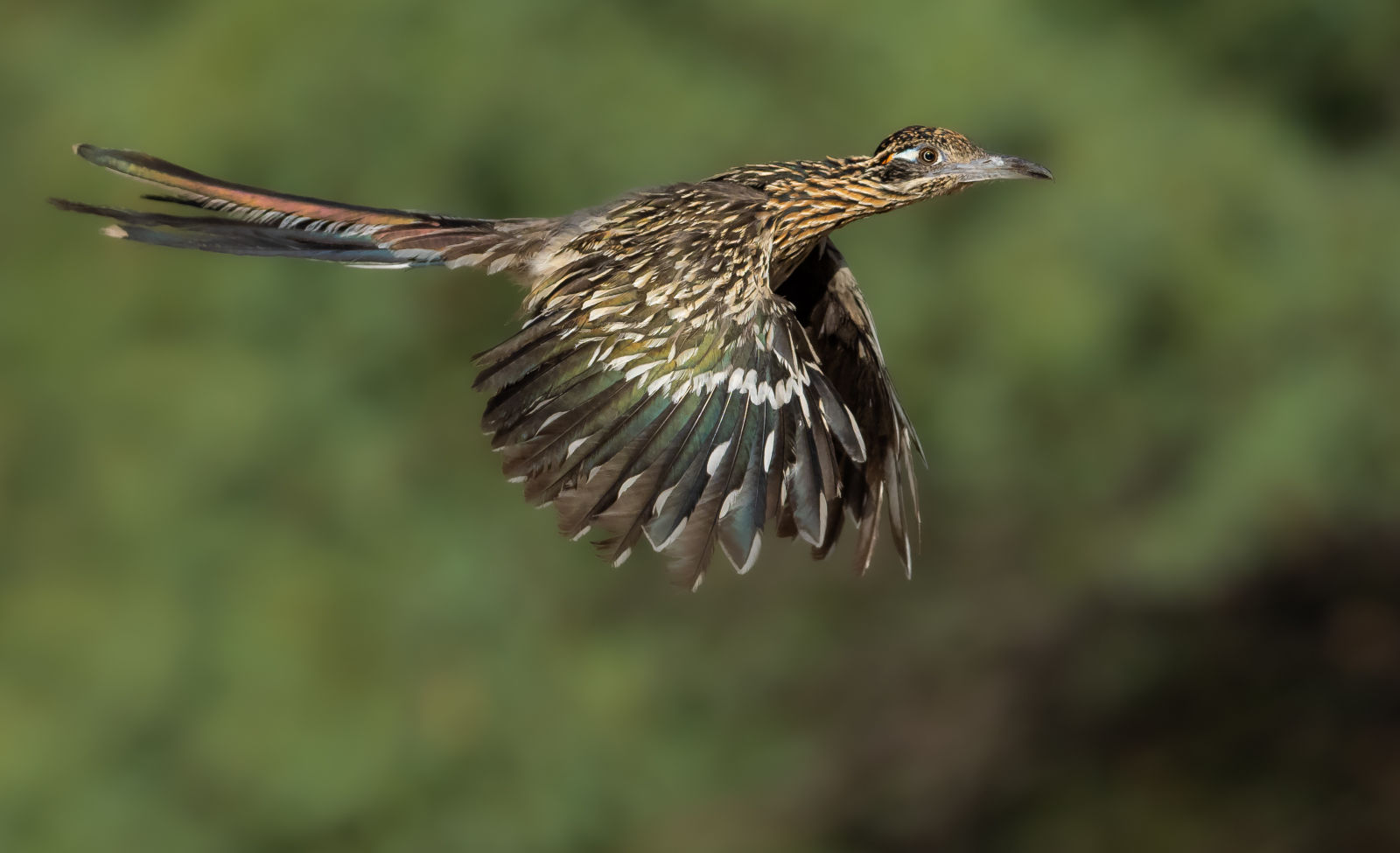 Greater Roadrunner