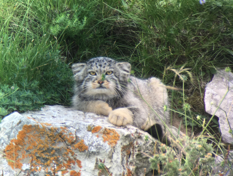 Pallas's Cat, sitting behind a rock 2 Qinghai Lake