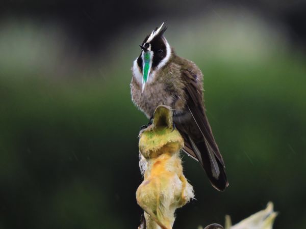 Bogotá - !!! Green-bearded Helmetcrest (Luis Urueña - Manakin Nature Tours)