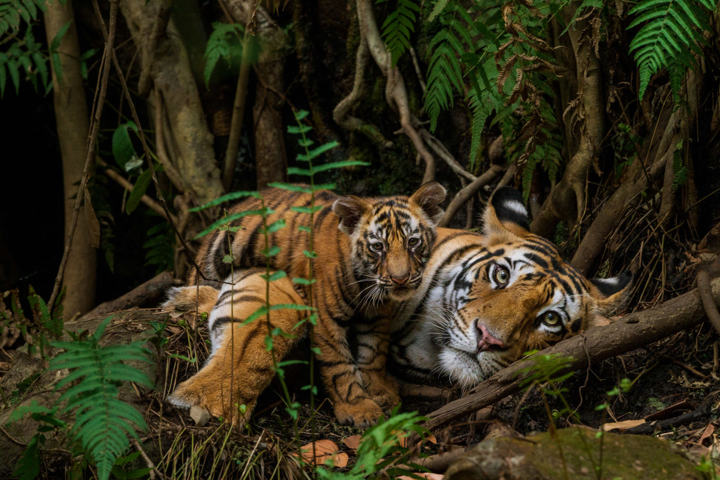 Spotting big cats tigers in india 