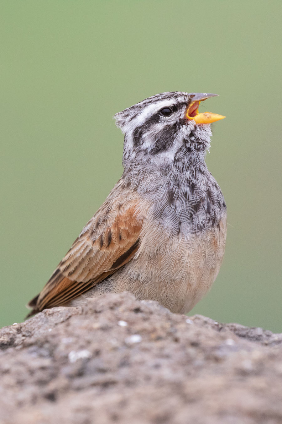 !!!Striolated Buntings (Emberiza striolata) calling