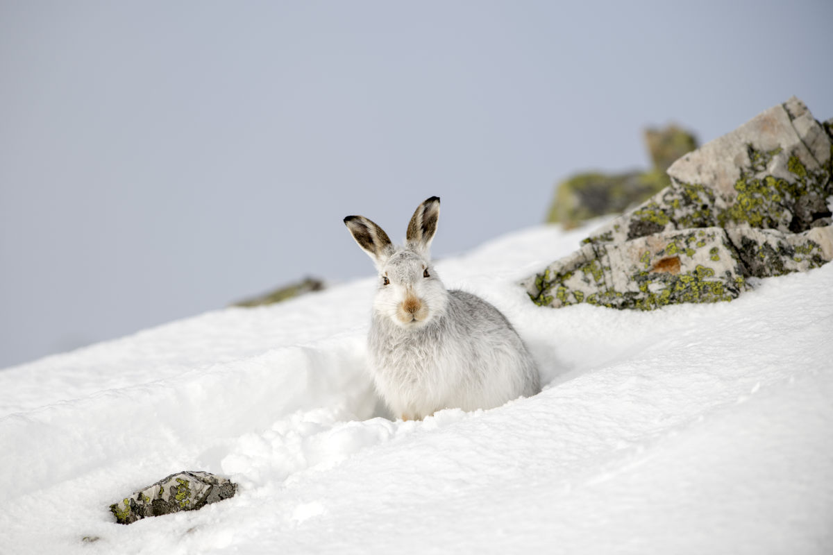 Nachhaltiges Erleben der Natur (Consolati -Teil 2) – Wildlife in winter H/ B/ O