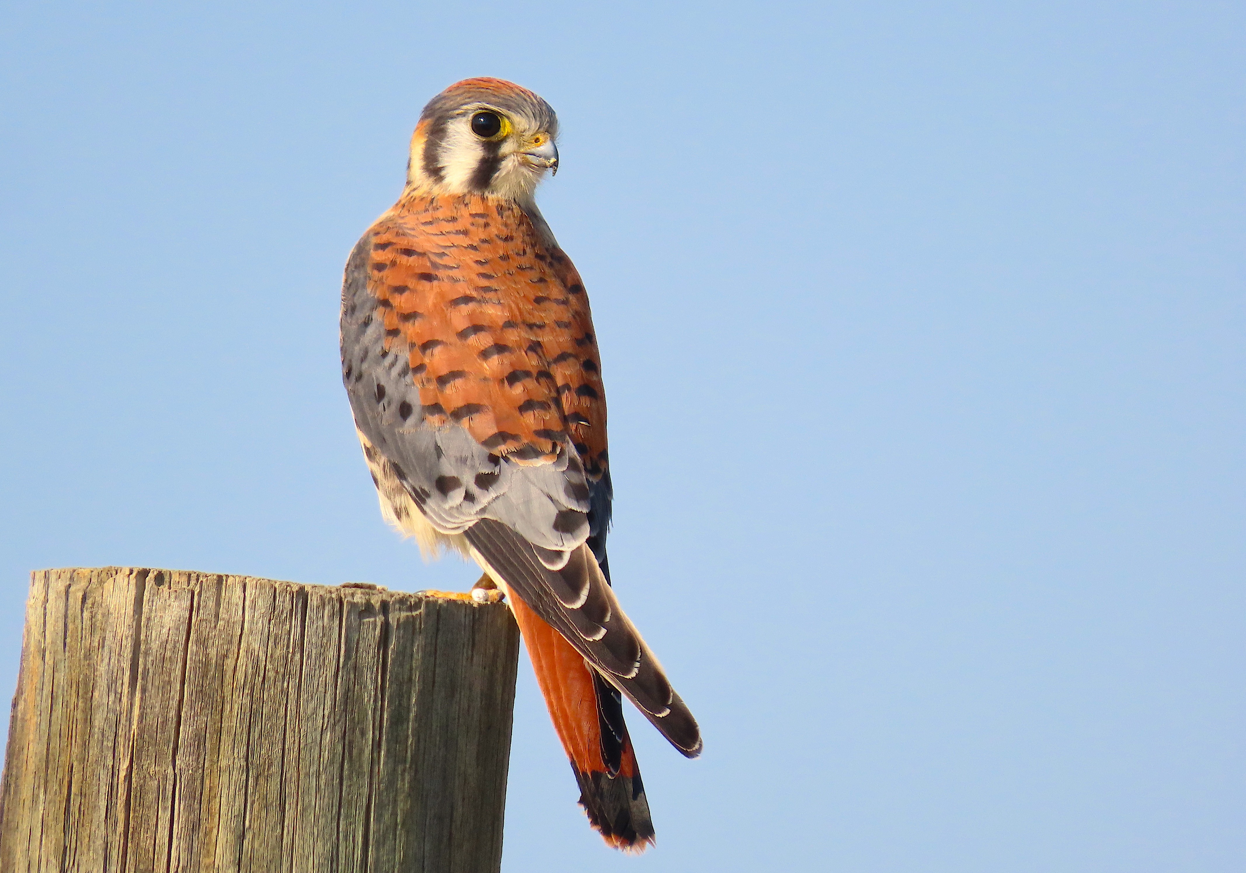 !!!American Kestrel (Falco sparverius) by Hannah Floyd