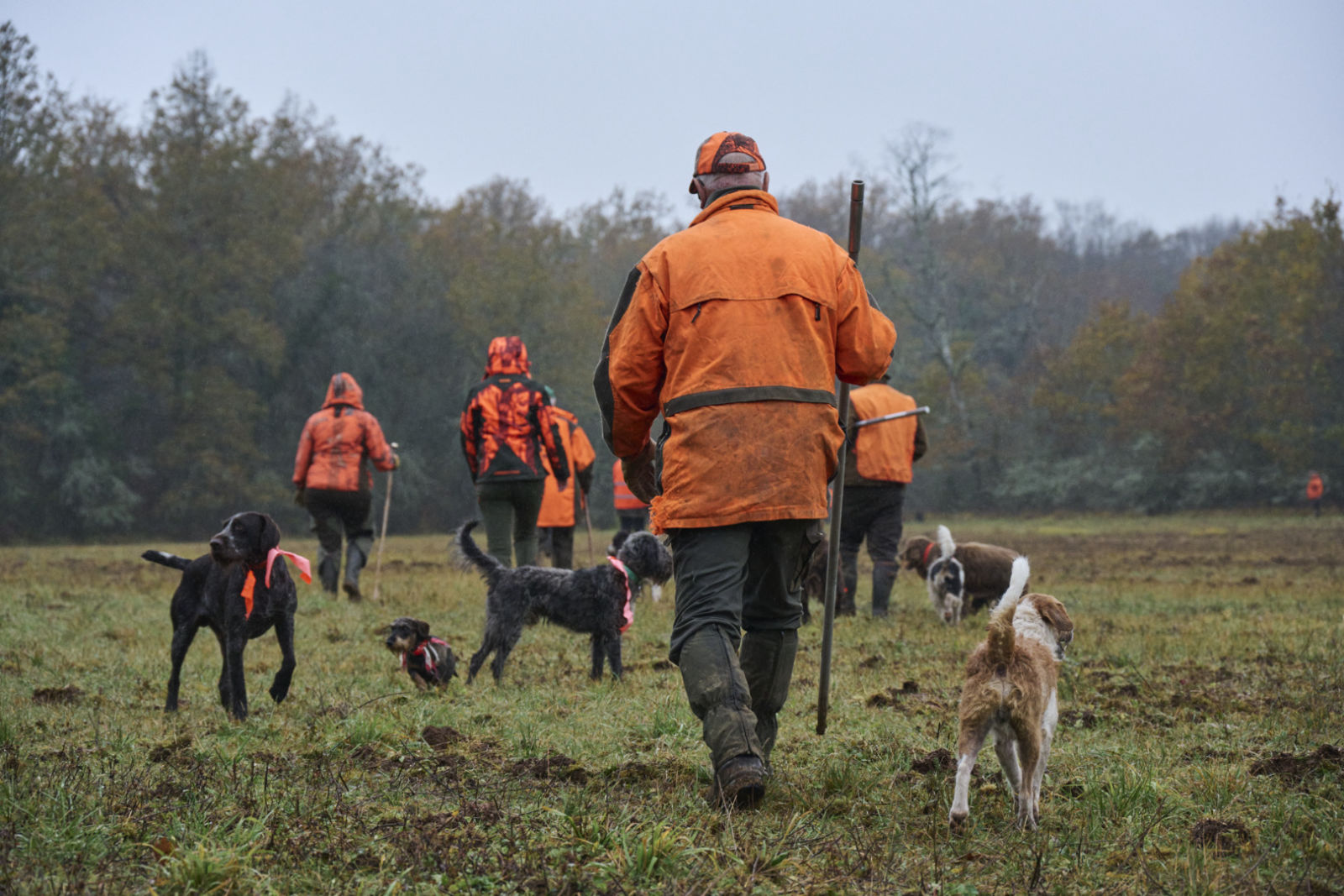 Driven hunt, France (15)