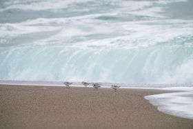 Sanderling (Calidris alba) by Charles Post