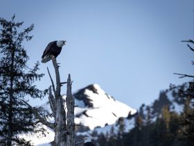 Greatest Wildlife Spectacles: Nature Explorer Mick Dees - bald eagle sitting on a tree 