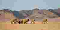 DAMARALAND DESERT ELEPHANTS Olwen Evans Damaraland Camp
