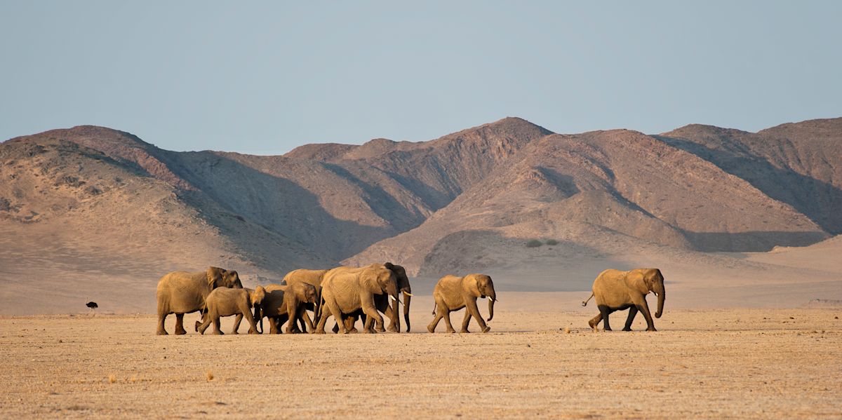 !!!Track Desert Elephants in Namibia’s Wild /O - DAMARALAND DESERT ELEPHANTS Olwen Evans Damaraland Camp