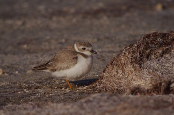 115-mm objective module Clay Taylor 3/3 Piping Plover