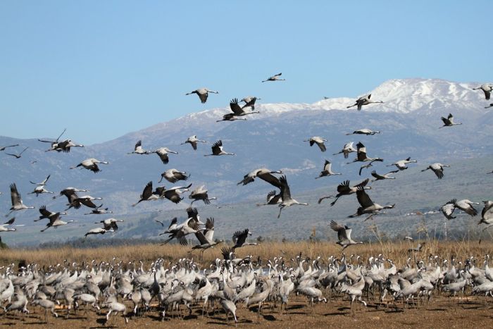 Hula Valley (c) Jonathan Meyrav