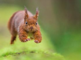 !!!Nature Explorers: Nicolas Davy - FR - red squirrel (Sciurus Vulgaris) 