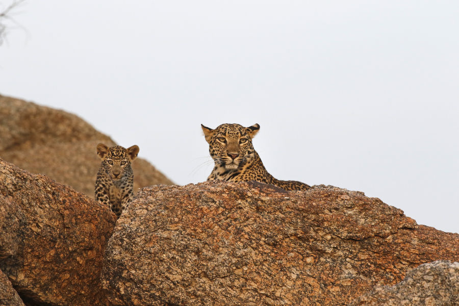 !!!Getting back into the outdoors - Leopards by The SUJÁN Life