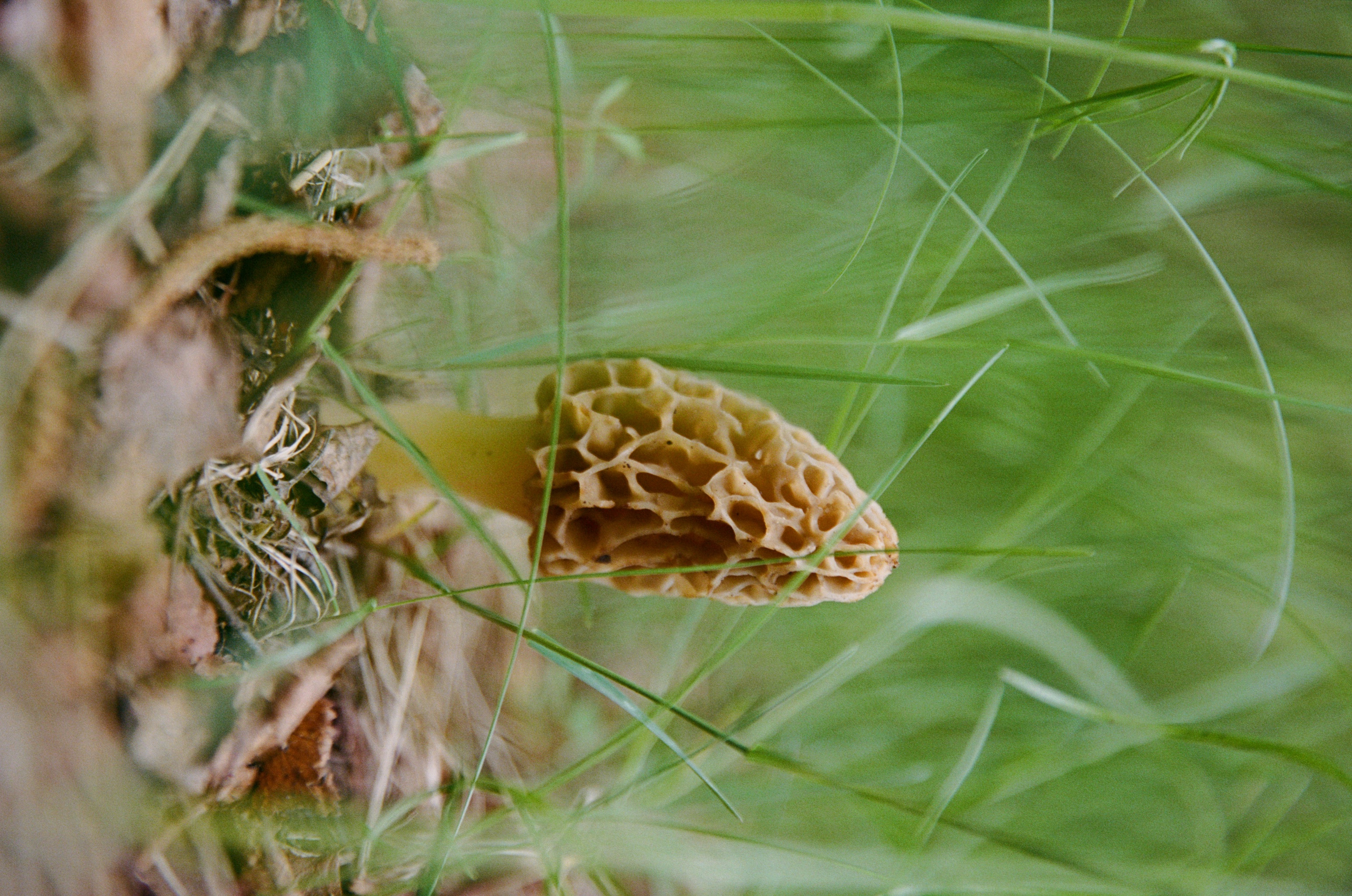 Lapescadora Capturing Nature SONA - B/O - MUSHROOM