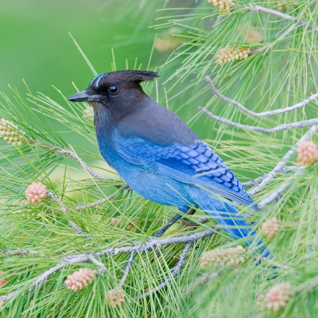 Virtual Birding Discover a virtual birding world