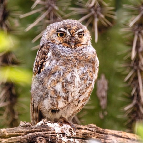Elf Owl, Southern US states and Baja California in spring and summer 