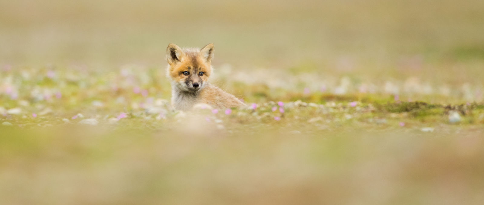 Red fox cub in the field Washington State by Ben Knoot