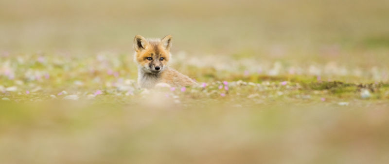 !!!Red fox by Ben Knoot