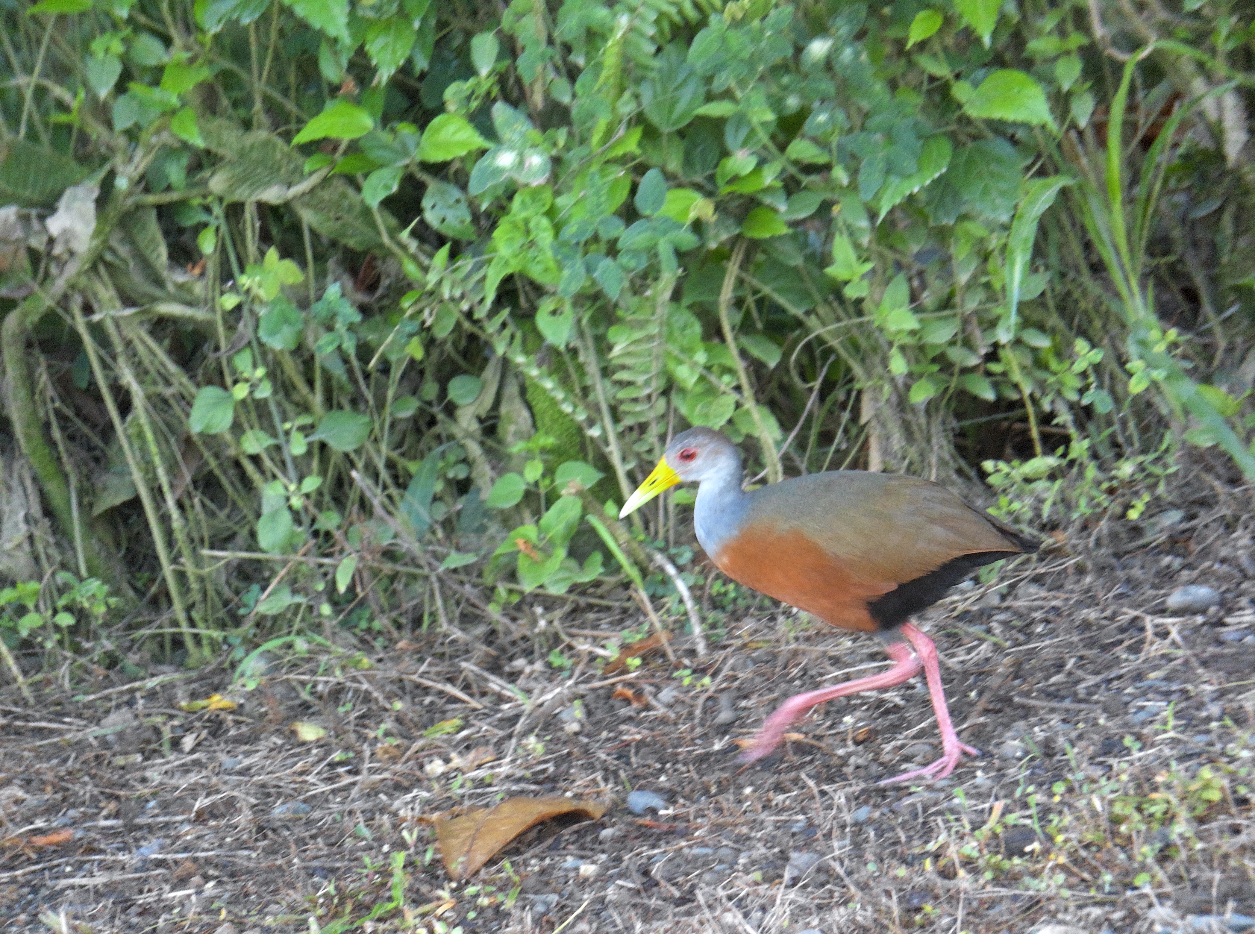 !!!Rick Bateman: A NEW WAY OF BIRDING WITH THE AX VISIO H/B/O - gray-cowled wood rail