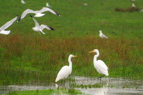 Great White Egret (Ardea alba) by Charles Post