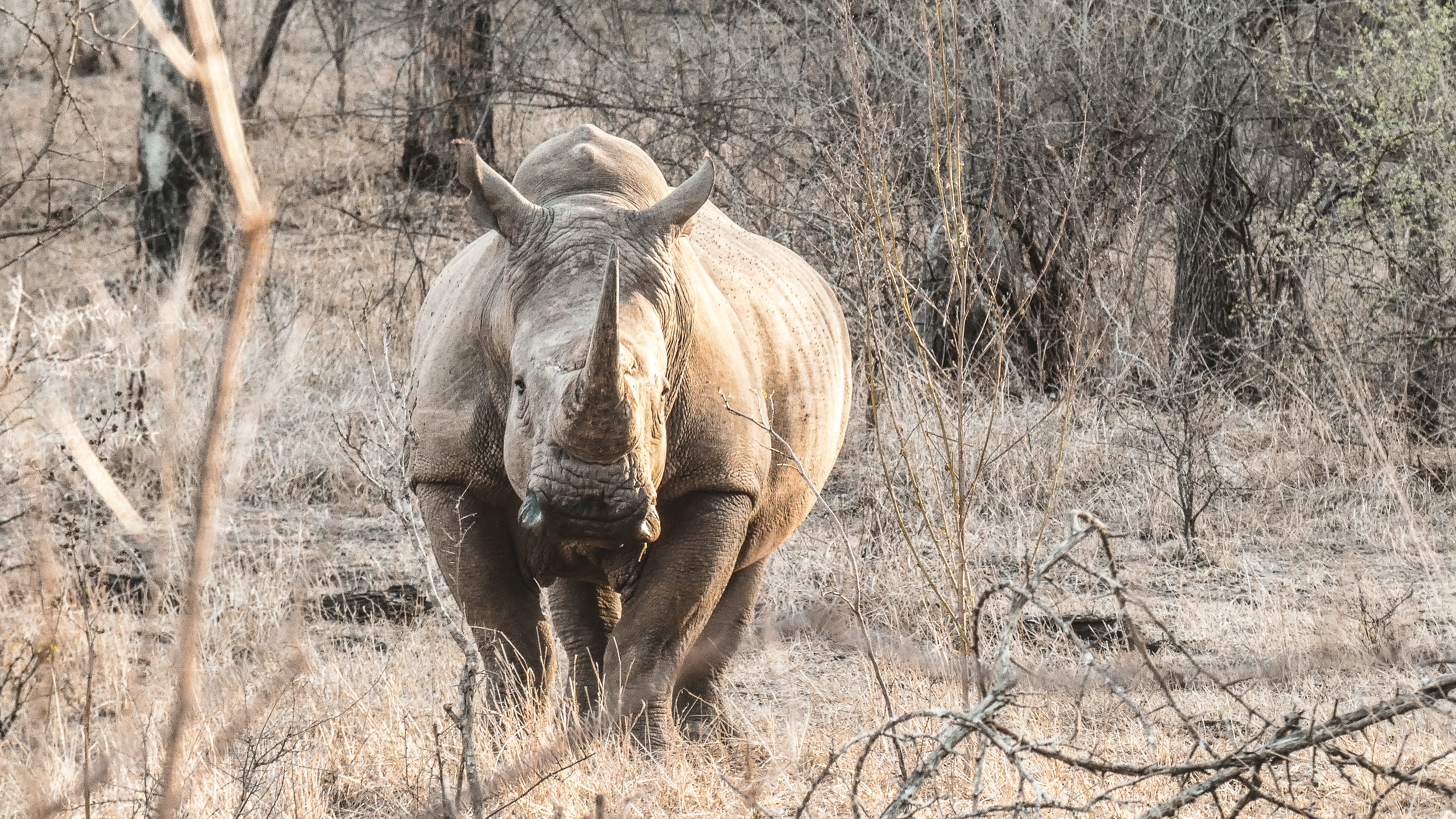 !!!Sustainability: Sango Wildlife Conservancy /H/O