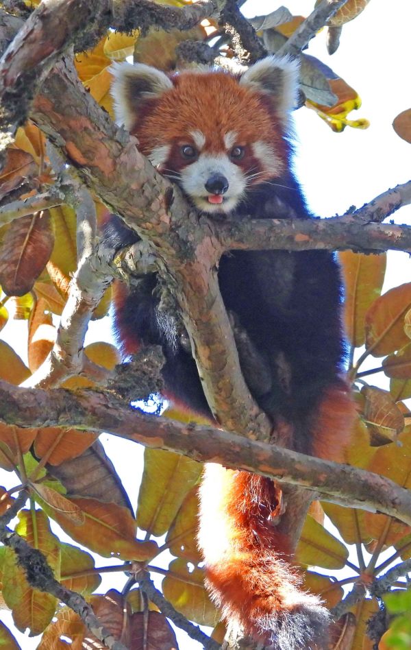 Red Panda