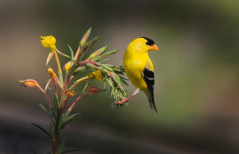 American Goldfinch