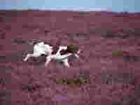 English pointer at work on a shooting day image by Scott Wicking & Moorland Association