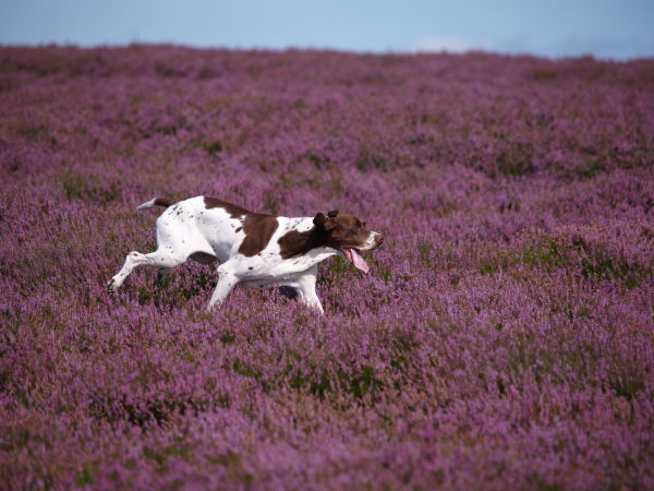 !!!Closer 2022 Hunting: English pointer at work on a shooting day - by Scott Wicking & Moorland Association