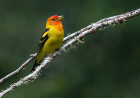 Western Tanager by Ben Knoot