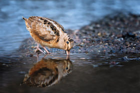 American Woodcock