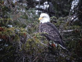 Greatest Wildlife Spectacles: Nature Explorer Mick Dees - bald eagle sitting between trees 