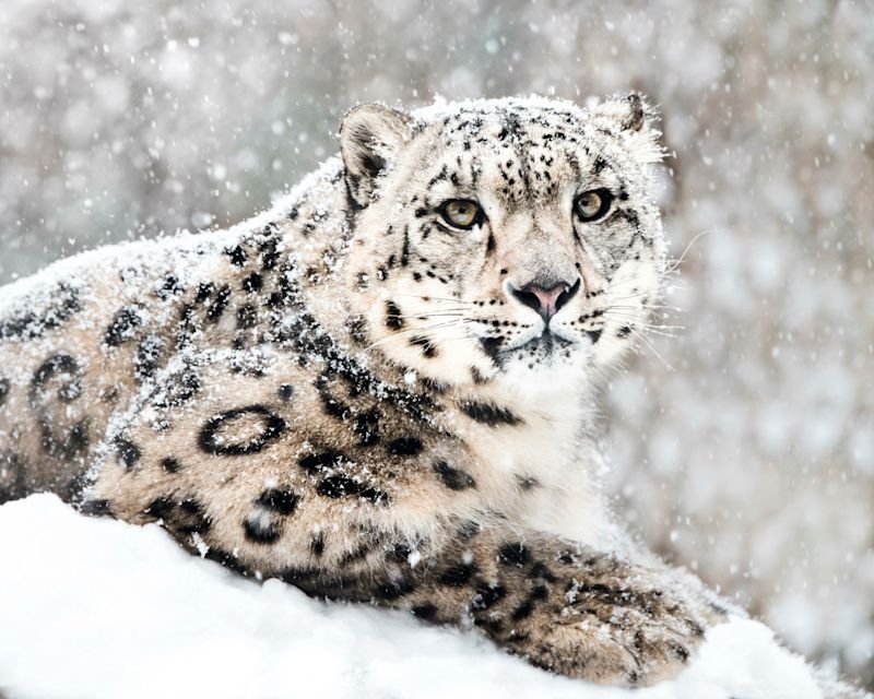 Dan O’Neill - Snow Leopards /O - HERO