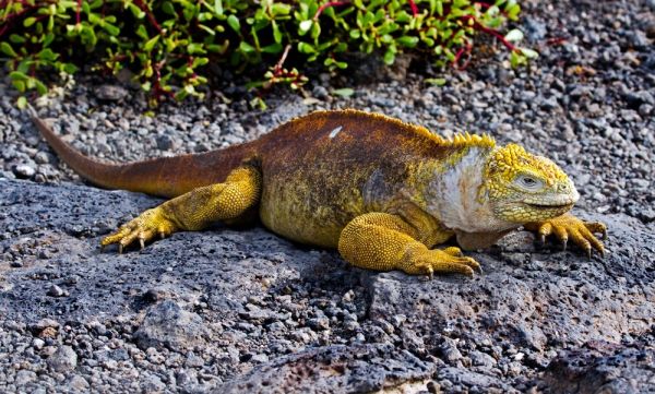 Galapagos Land Iguana