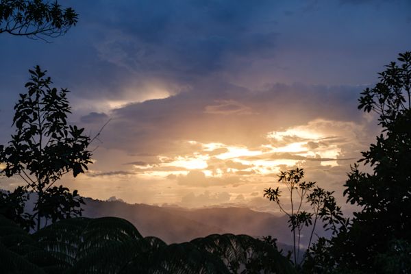 Lilly’s Journey into the Heart of the Forest - B/O