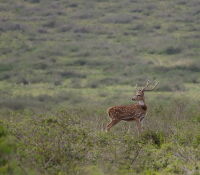 !!!1031259 Lanai Axis - A hunting adventure H - Axishirsch