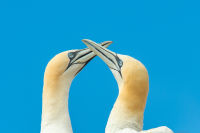 Brydon Gannets - Norhtern Gannets