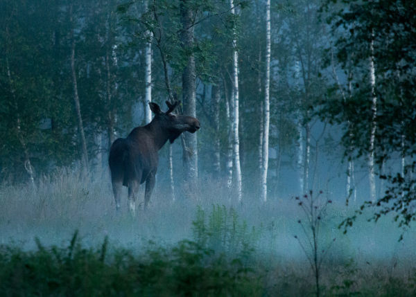 Moose Bull, Jan Nordstrom , Sweden