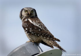 Hawk Owl - Gigi Sahlstrand 