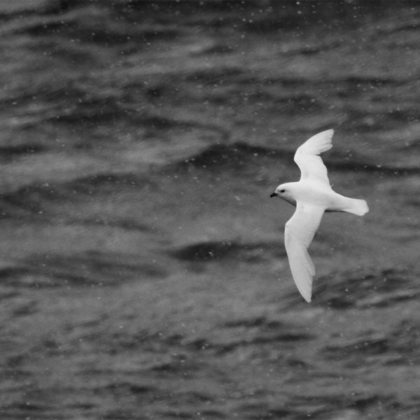 !!! Lesser Snow Petrel Dan Brown IMG 7883 1080x1080