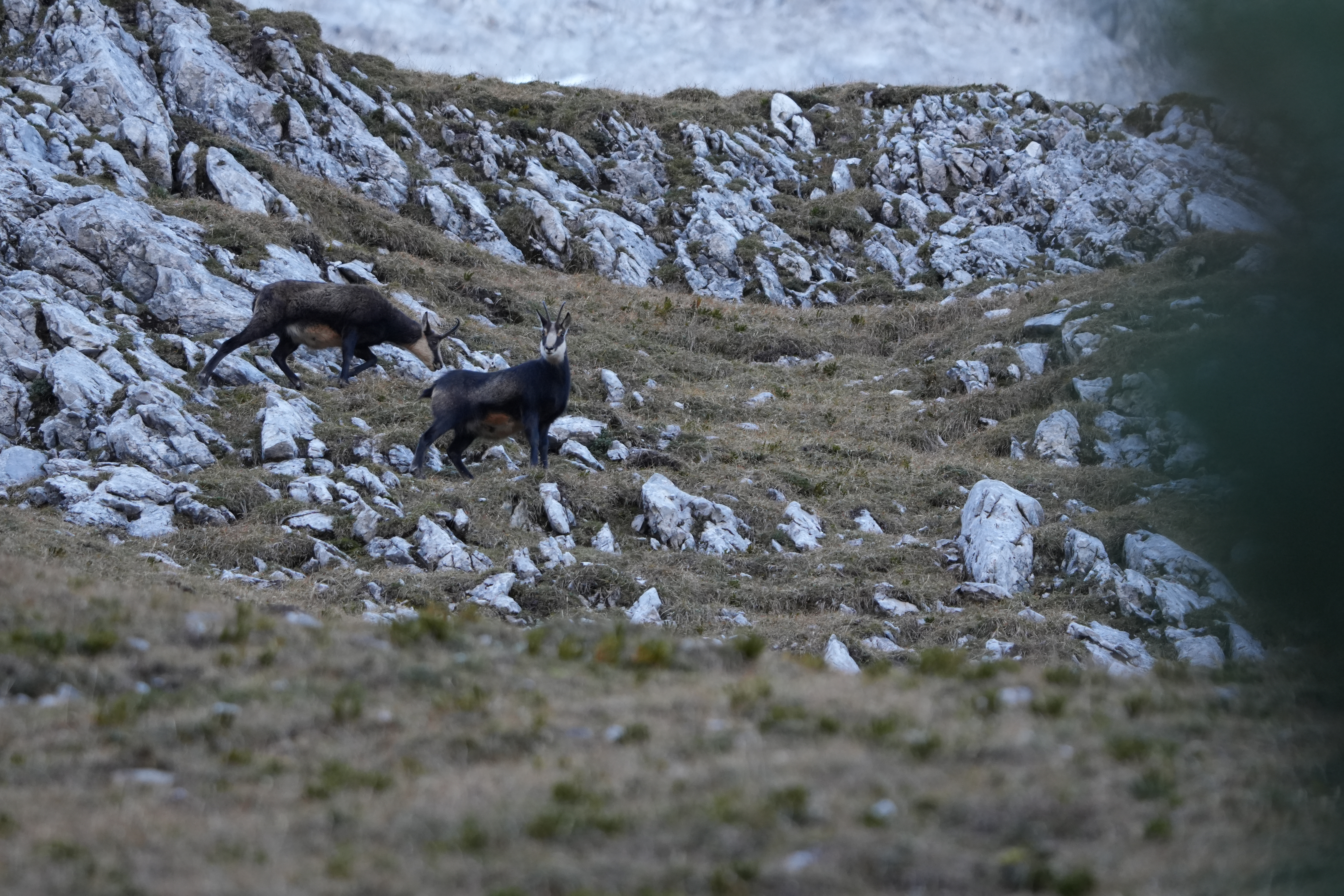 Johanna Clermonat - Bergjagd, Gams (EN) // H Image 2