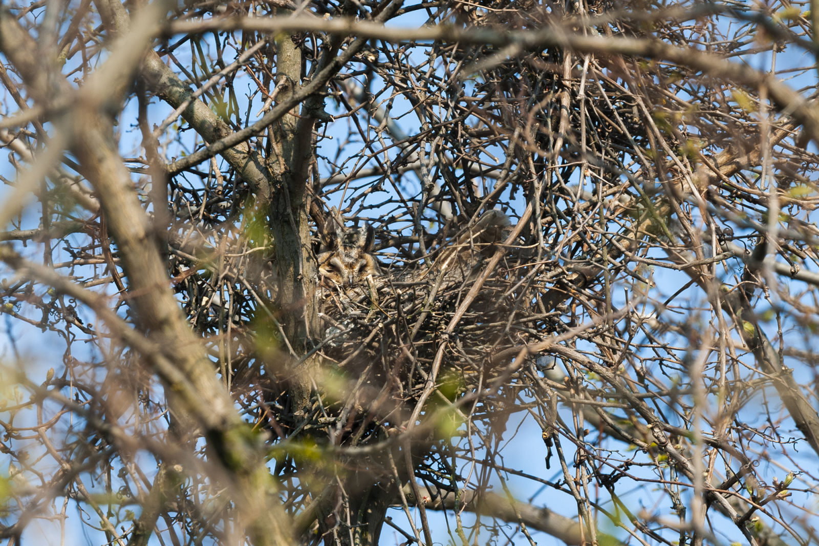 Bird nests – versatile cradles - Waldohreule by Leander Khil