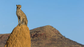 cheetah on rock in namibia 